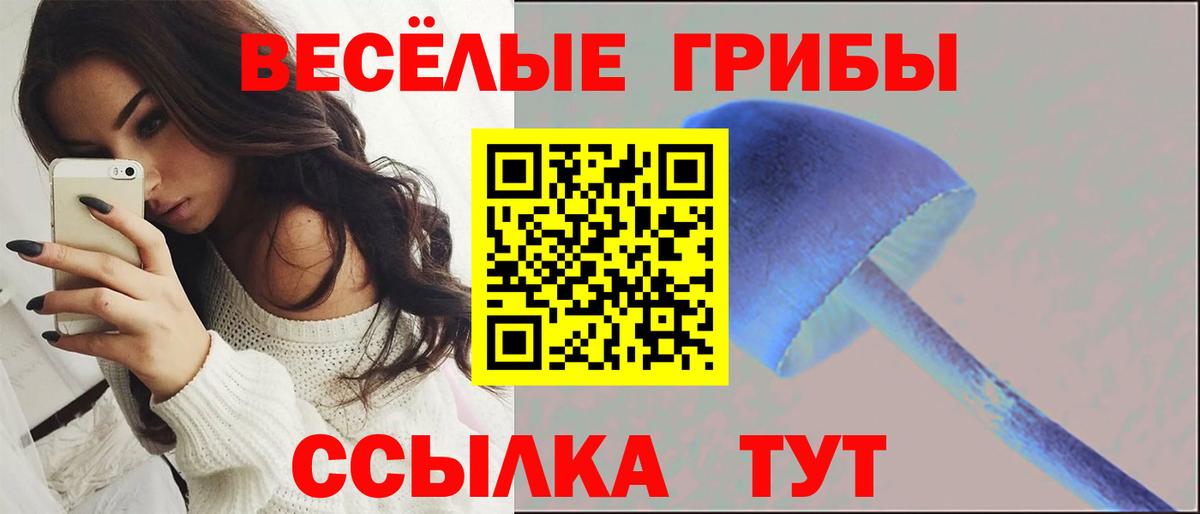 Псилоцибиновые грибы Psilocybe Кудрово